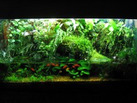 /album/paludarios/paludario-2-jpg/